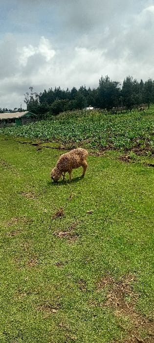 A sheep grazes in a verdant field. Patches of dirt interrupt the lush green grass. A dense line of trees stands at the field's edge, merging with a cloudy sky. A partial structure peeks out near the trees. The photograph is taken from a slightly elevated perspective, rotated vertically.