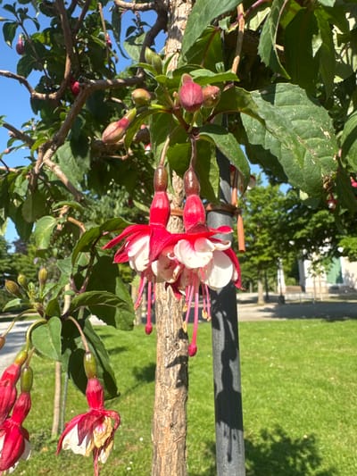 This is a close-up, eye-level photograph of a flowering fuchsia plant. The plant is in bloom, with several striking fuchsia flowers, characterized by their distinctive red sepals and white petals, hanging downwards. The flowers are intricate, with long, delicate stamens. In addition to the blooming flowers, there are also unopened buds visible, some of which are a deep pink or reddish hue, while others are a lighter green. The plant has green leaves, some of which show signs of wear or damage. The main subject is the fuchsia plant, which appears to be growing near a tree trunk. The background suggests an outdoor setting, possibly a park or garden. A grassy lawn is visible, with trees in the distance. The lighting indicates it is daytime, likely with bright sunlight casting shadows. The overall impression is one of a vibrant, natural scene.
