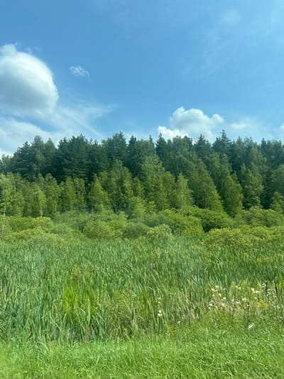 The image depicts a natural landscape with a body of water in the foreground, characterized by tall green reeds and some scattered wildflowers. Behind the reeds, a dense forest extends across the mid-ground, featuring a mix of coniferous and deciduous trees. The trees are lush and green, suggesting a spring or summer season. The sky above is a clear blue, punctuated by a few white, puffy clouds. The overall scene is tranquil and suggests a rural or undeveloped area. Based on the information provided, this scene is located in Orevo, Russia. There are no people, animals, or structures visible in the image.