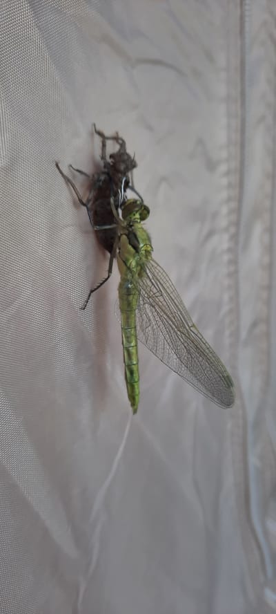 This close-up, eye-level shot captures a deceased green dragonfly resting on a light-colored, textured fabric. The dragonfly is positioned horizontally, with its translucent, veined wings spread slightly upwards. Its segmented body is a vibrant green, and its compound eyes are clearly visible. The dragonfly appears to be in the process of shedding its exoskeleton, as a dry, brown casing is attached to its head and thorax. This suggests a natural process of molting.

The fabric it rests on has a subtle sheen and appears to be a smooth material, possibly silk or a synthetic blend, with visible folds and creases. The background is softly blurred, indicating a shallow depth of field, which keeps the focus sharply on the dragonfly. The lighting is even and natural, suggesting it might be daytime. There is no visible text in the image. The overall impression is one of a captured moment in the life cycle of an insect, highlighting the intricate details of its anatomy and the delicate nature of its transformation. The scene is static, with no discernible activity beyond the resting state of the insect. The location context suggests this image was taken in or near Dubăsarii Vechi, Moldova.