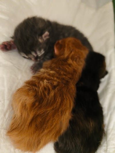 Three newborn kittens are nestled together on a white, textured surface, likely a blanket or fabric. The kitten in the foreground is a deep, rich orange, its fur appearing fluffy and soft. Behind it, and slightly to the left, is another kitten with a lighter, reddish-brown coat. The third kitten, positioned furthest back and to the left, has dark grey or black fur with subtle lighter markings on its face, suggesting it might be a tabby. The kittens appear to be sleeping or resting closely together. The overall lighting is soft and diffused, and the image has a slightly blurred quality, typical of a close-up photograph of young animals. The environment is uncluttered, with the focus solely on the three kittens and their immediate surroundings. There is no indication of a specific location within the city of Morąg, Poland, or any urban elements visible in the image.