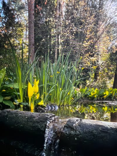 The image presents a forest scene, seemingly taken from a low perspective. Predominantly featuring green foliage, specifically long blades of grass with scattered yellow flowers and broader green leaves, the composition leads to a foreground dominated by a dark, possibly wet, tree trunk. Behind the lush foreground, the scene opens up to a sparser woodland with trees and branches.
Without additional information or visual cues that link specifically to the landmarks, architecture, or environmental traits unique to Reigate and Banstead, United Kingdom, pinpointing the precise location remains impossible.