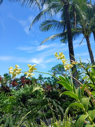 The image displays a tropical outdoor scene in Tibubiyu, Indonesia, under a clear blue sky with sparse, wispy white clouds. Several tall palm trees with visible dark trunks and green fronds are positioned in the upper right and mid-right sections. In the foreground, extending from the lower right towards the center, is a plant bearing clusters of vibrant yellow orchids on a slender green stalk, surrounded by broad green leaves. The midground and background feature a dense assortment of tropical vegetation, including large, deeply lobed dark green leaves in the lower left, and reddish-maroon foliage interspersed among various green bushes. A subtle horizontal line of lighter blue in the far background, behind the vegetation, indicates a body of water. The immediate ground level in the bottom portion of the image is dark, partially covered by low-lying green plants. No individuals, explicit actions, or interactions are depicted.
