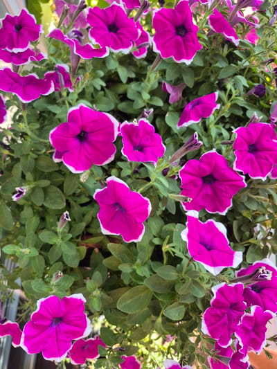 The image depicts a close-up view of several vibrant pink petunias with white-edged petals, set against a backdrop of lush green foliage. The flowers are in various stages of bloom, with some fully open and others still in bud. The lighting suggests an outdoor setting, likely during daylight hours. The scene is a natural environment, with no man-made structures or urban elements visible. The focus is solely on the floral arrangement, highlighting the intricate details of the petals and the depth of color. The image does not provide any information about the location in Barbing, Germany, or any details related to people, actions, or interactions.