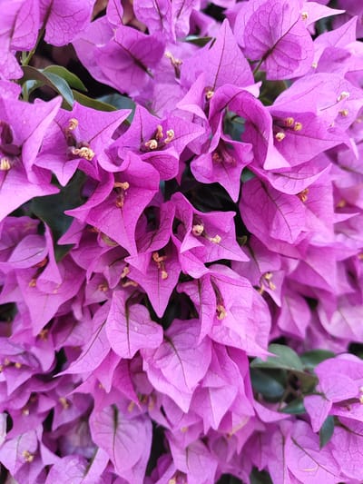 This is a close-up, vertical, eye-level shot of a dense cluster of vibrant pink bougainvillea flowers. The image is filled with the colorful bracts of the plant, with only glimpses of the darker green leaves and stamens peeking through. The petals are delicate and crinkled, with visible veins that create a textured pattern. The lighting appears to be natural, suggesting daylight, and the overall mood is one of natural beauty and vibrancy. There are no people or man-made objects visible, and no text is present. The context of El Campello, Spain, implies a warm, Mediterranean climate where bougainvillea thrives.