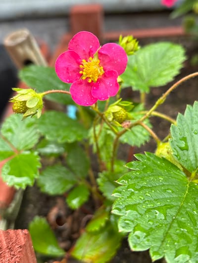 A close-up, slightly high-angle, full shot captures a vibrant pink strawberry flower in full bloom, its yellow stamen center distinct against the petals. Tiny water droplets are visible on both the flower and the surrounding lush green leaves, suggesting recent rain or watering. One young, green strawberry fruit is visible below the flower, still in its early stages of development. The background is softly blurred, revealing more green foliage and hints of brown soil, indicating the plant is likely in a garden or pot. The lighting suggests it might be daytime, possibly after a rain shower. The overall impression is one of natural beauty and growth.