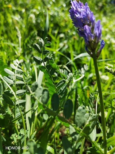 The image captures a close-up view of a purple flower with a spiked bloom, likely Vicia cracca (tufted vetch), set against a backdrop of lush green grass and foliage. The flower is positioned in the upper right quadrant of the frame, with its stem extending vertically. The foreground features a branch with compound leaves, each leaflet being oval-shaped and smooth. The overall environment suggests a natural, outdoor setting with sunlight dappling through the vegetation. The bottom left corner of the image displays the text "HONOR 400". This scene is likely situated in a natural area within or near the city of Эрхирик, Russia, given the presence of this type of flora in the region.