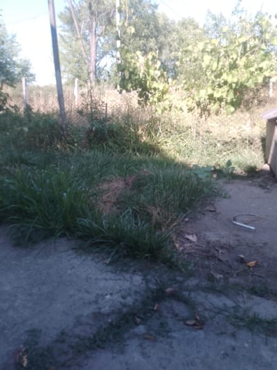 The image depicts an outdoor scene with a focus on overgrown vegetation and a gravel path. In the foreground, thick green grass dominates the left side, transitioning to a patch of drier, brown grass in the center. A dirt or gravel path runs through the right side of the image, with some scattered dry leaves and a white, U-shaped object lying on it. In the background, a chain-link fence is visible, separating the overgrown area from what appears to be trees and foliage. The scene is illuminated by natural light, suggesting it is daytime. There are no people or animals visible in the image. The setting appears to be a rural or semi-rural area, possibly a backyard or undeveloped land. The provided information indicates the location is Rus'ka Dolina, Ukraine.
