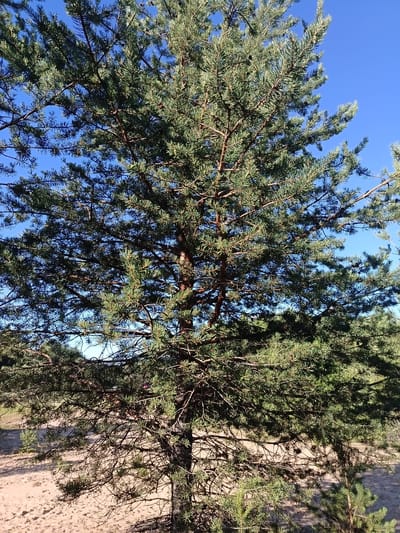 The image shows a close-up view of a large pine tree set against a clear blue sky. The tree's branches, laden with green needles, extend across the frame, obscuring much of the background. Sunlight filters through the foliage, creating dappled shadows. At the bottom of the image, sandy ground is visible, with a few small pine saplings growing. In the distance, the landscape appears to be a natural, possibly sandy, area. The scene is typical of a natural environment outside of a city.
