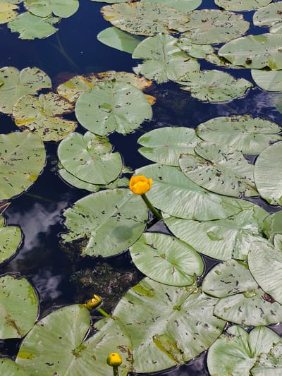 A vertical, medium-shot photograph showcases a serene pond covered with numerous large, green lily pads. The dark, reflective water creates a stark contrast against the vibrant greenery. A single, bright yellow water lily blossom stands out prominently in the center of the frame, its petals unfurled. Two other yellow water lily buds, one partially open and the other closed, are visible towards the bottom of the image. The lily pads are varied in condition; some appear healthy and smooth, while others display signs of wear, with jagged edges and scattered dark spots, suggesting the presence of insects or decay. The water's surface reflects the sky, hinting at a partly cloudy day, with light patches interspersed with darker areas. The overall impression is one of natural tranquility and the beauty of aquatic flora. There is no visible text in the image.