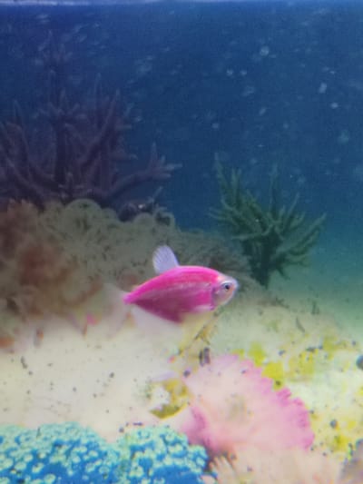 A pink fish swims in an aquarium containing various artificial corals and plants. The background is a dark blue, possibly a backdrop or the back of the aquarium. The tank's floor is covered in a light-colored substrate. The photo appears to be taken indoors, possibly in a home or store setting. There is no clear indication of the location being Kotlas, Russia.