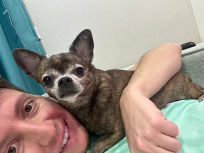 A close-up selfie shows a person and a dog. The person's face fills the bottom left of the frame, with their mouth open in a smile, revealing white teeth. Their eyes are brown, and one is slightly closed. The dog, a brindle-colored chihuahua, is positioned next to the person, resting its head on the person's arm. The dog's eyes are dark and looking forward. The dog has prominent ears and a grey muzzle. The person's arm is visible, partially covering the dog and extending towards the right side of the frame. Both subjects are lying on a light green surface, possibly a bed or couch. In the background, a turquoise curtain is visible on the left, and a white, textured wall on the upper right. A black remote control rests on a grey surface behind the dog and person. The lighting suggests it is daytime indoors. The overall emotion conveyed is affection and closeness between the person and the dog.