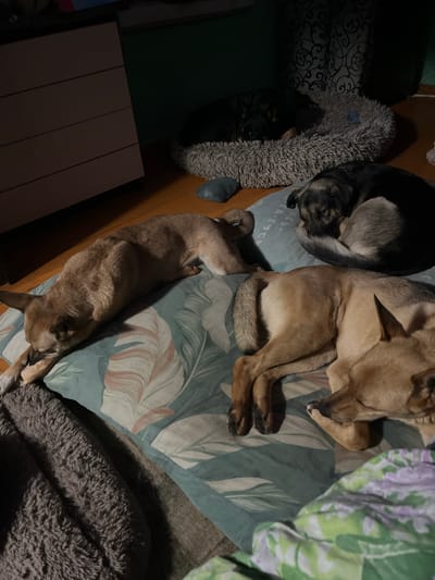 The image depicts an indoor scene, likely a bedroom or living area, with three dogs sleeping. In the foreground, a tan-colored dog is lying on a patterned blanket, its head resting on its paws. To the right and slightly behind it, another tan and gray dog is curled up, also sleeping. In the background, a dark-colored dog rests in a round, plush dog bed. A dresser with multiple drawers is visible on the left side of the frame. The room appears dimly lit, with shadows cast across the floor and furniture, suggesting it might be nighttime or that the lights are off. The overall impression is one of a quiet, domestic setting. There are no elements in the image that can be used to determine the specific location within Nizhny Tagil, Russia.