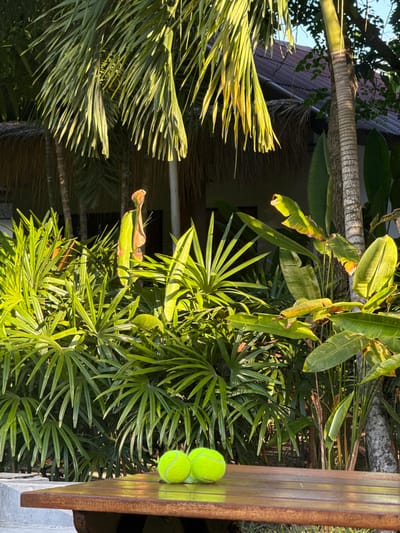The image captures a close-up view of lush green foliage, likely in a tropical setting, with a hint of a building and a wooden surface in the foreground. The scene is dominated by the vibrant green of palm fronds and broad leaves, interspersed with areas of dappled sunlight and shadow, suggesting it is daytime with clear or partly cloudy weather.
On the right side of the frame, a wooden surface, possibly a table or bench, is visible. Resting on this surface are two bright yellow tennis balls, stacked one on top of the other. The wooden surface itself appears to be made of planks and has a reddish-brown hue, showing some texture and grain.
Behind the foliage and the wooden surface, glimpses of a building can be seen. The roof appears to be made of thatched material, a common feature in tropical accommodations. The overall impression is one of a relaxed, outdoor environment, possibly a resort or private residence in a warm climate. The lighting suggests the sun is at an angle, possibly late afternoon or early morning, casting long shadows and highlighting the textures of the leaves and the wooden surface. No people or text are visible in the image. The location context provided is Baan Tai, Thailand, which aligns with the visual cues of lush tropical vegetation and tropical architecture.
