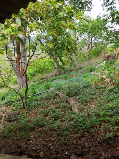 This image depicts a sloped, wooded area with lush green vegetation covering the ground. A large tree with a thick, textured trunk dominates the left side of the frame, its branches extending upwards and outwards. A smaller, slender tree with a twisted trunk stands in front of the larger one. The ground is a mix of green ground cover, fallen leaves, and rocks, with a dark grey pipe running horizontally across the mid-ground. In the background, more trees create a dense forest canopy. The lighting suggests it is daytime, with sunlight filtering through the leaves. There is no visible text. The scene appears to be a natural, undeveloped outdoor environment, possibly a hillside or forest clearing, with the hint of human presence from the pipe.