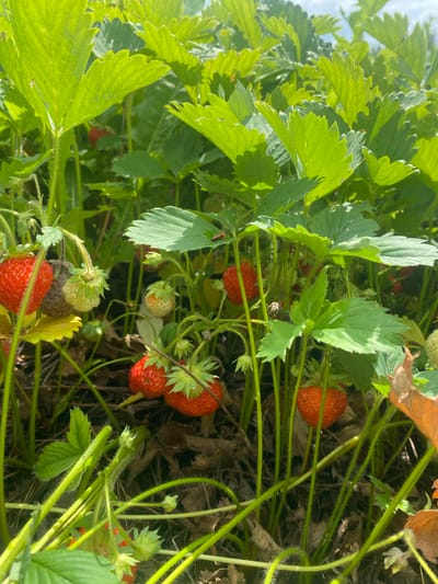 The image displays a close-up view of a strawberry patch bathed in sunlight, likely in the village of Shiryaevo, Russia. Numerous bright green strawberry leaves dominate the frame, with several ripe red strawberries visible among them, some still attached to their stems. A few unripe, green strawberries are also present. The ground beneath the plants is covered with dry leaves and soil. The overall impression is one of a natural, sun-drenched garden setting.