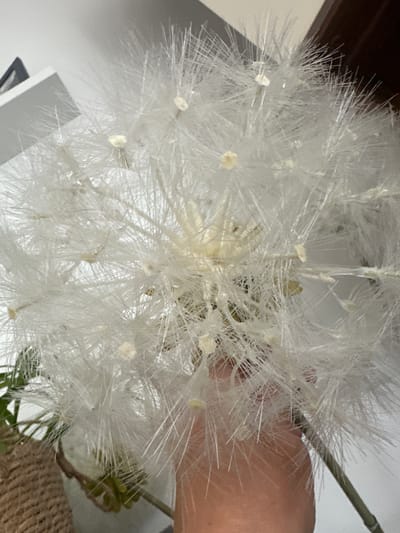 An extreme close-up shot focuses on a large, artificial dandelion puffball. The puffball is predominantly white with some yellow accents in the center. Thin, wispy fibers radiate outwards, creating a delicate and airy appearance. A hand, with visible skin texture, gently holds the stem of the puffball, supporting it from below. In the background, a portion of a white shelf is visible, casting a shadow from a dark object, possibly a picture frame. The overall impression is one of soft textures and a diffused light. The location in Bad Endorf, Germany is not discernible from the visual information provided.