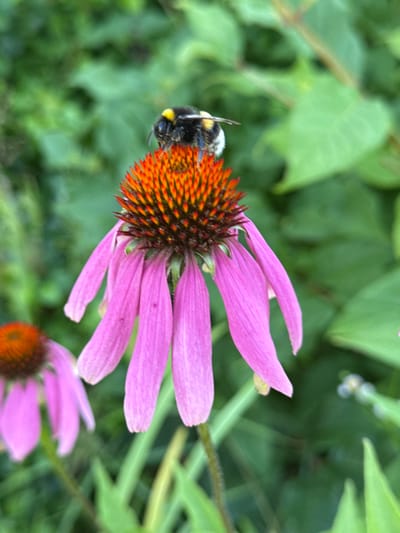 A bumblebee is perched on the center of a pink coneflower. The flower has a spiky, orange and brown center and pink petals that droop downwards. The background is blurred green foliage. The image appears to be taken outdoors in a natural setting, possibly a garden or park. There is no indication of it being in Lopino, Russia.
