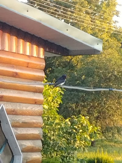 This media file shows a bird perched on a wire, with a wooden structure and lush greenery in the background. The bird, likely a swallow due to its dark blue-black plumage and white underbelly, is positioned in the center of the frame. It faces to the left, with its head slightly turned. The wooden structure, appearing to be part of a building with horizontally stacked logs, occupies the left side of the image. Its warm, natural wood tones are highlighted by what seems to be the setting sun. The background is dominated by dense foliage of trees and bushes, bathed in the golden light of late afternoon or early evening. The overall scene suggests a rural or natural setting, consistent with the provided location context of Свіслацкі сельскі Савет, Belarus. The lighting indicates it is likely sunset or sunrise, casting long shadows and warm tones on the environment. There is no visible text in the image.