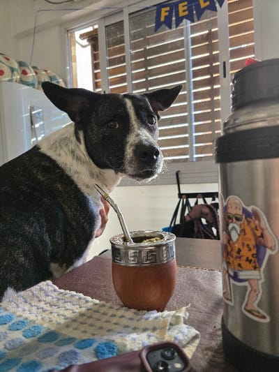 A black and white brindle dog with prominent upright ears is positioned in the foreground, facing slightly right and looking towards the viewer with bright eyes. To the dog's right, a traditional wooden mate gourd with a silver rim, containing yerba mate and a silver bombilla, rests on a dark surface. Partially obscured by the mate gourd is a white cloth with a blue and light yellow polka dot pattern. To the right of the mate gourd, a stainless steel thermos with a black cap is visible, featuring a sticker depicting Master Roshi from Dragon Ball. A dark-colored phone case, exposing three camera lenses, is visible in the bottom right corner. In the background, a large window with horizontal blinds allows bright daylight to enter. Above the window, a blue banner with yellow letters spelling "FE L" (likely part of "FELIZ") is strung. Behind the dog on the left, a white appliance with circular patterns (possibly decorative balls) is partially visible. The scene takes place indoors, likely in a residential setting, in the city of Villa San Andrés, Argentina.