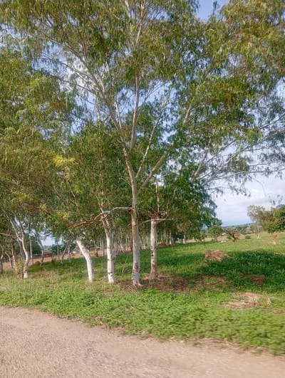 This is a photograph of a dirt road with a line of eucalyptus trees on the right side. The trees have white trunks and green leaves. Beyond the trees is a field of green grass with some scattered rocks. In the distance, there are a few buildings and more trees. The sky is blue with some clouds. The image appears to have been taken in the city of Wuro Sani, Nigeria.