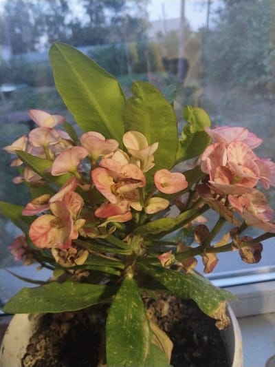 The image displays a potted plant with pink and white flowers and green leaves, placed on a windowsill. The plant appears to be a succulent, possibly a Crown of Thorns (Euphorbia milii), given its spiky stems and the characteristic shape of its bracts. The flowers are small and clustered, with a mix of pastel pink and cream colors, some showing streaks of darker pink. The leaves are elongated and a vibrant green, with some speckled white markings. A few dried flower remnants and leaves are visible at the bottom of the plant.

The setting is indoors, near a window. Through the window, a blurred background of trees and foliage is visible, suggesting an outdoor environment. The lighting suggests it might be late afternoon or early evening, as the light appears diffused and somewhat dim. The overall mood is calm and domestic. There is no visible text in the image. The location context of Ақадыр, Kazakhstan, indicates the likely geographical setting for this indoor plant display.