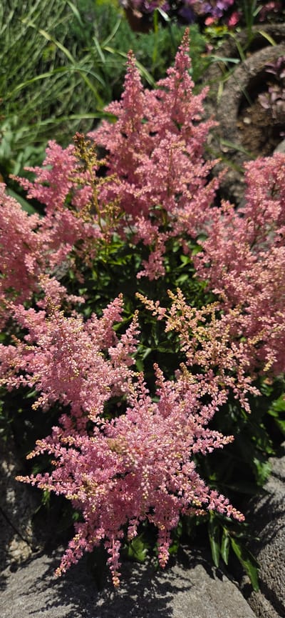 This image shows a close-up of pink Astilbe flowers in a garden setting, likely in Manderbach, Germany. The flowers are in full bloom, with feathery plumes of small pink blossoms. They are clustered together, creating a soft, airy texture.
The flowers are set against a backdrop of dark green foliage, indicating a garden or natural setting. To the right of the flowers, a large, grey, rough-textured stone is visible, casting a distinct shadow on the foliage and some of the flowers. This stone appears to be part of a garden border or rockery. In the background and to the left, there are hints of other plants, including some with purple blossoms and feathery green leaves, suggesting a diverse planting.
The lighting suggests it is daytime, with bright sunlight casting sharp shadows. The overall impression is one of a lush, vibrant garden in bloom, with the texture and color of the Astilbe flowers being the primary focus. There is no visible text in the image. The scene conveys a sense of natural beauty and the peacefulness of a well-maintained garden.