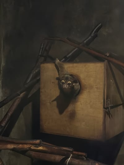 A pygmy loris is peeking out of a rectangular wooden box. The box is positioned in the center of the frame, with its opening facing the viewer. The loris's head and front paws are visible, and its large, dark eyes are looking directly at the camera. The loris's fur is light brown and grey. The box is made of unfinished wood and has a simple latch on the right side. The background is dark and appears to be an indoor enclosure, possibly a zoo or wildlife sanctuary, with branches and other natural elements visible. The scene is dimly lit, suggesting it may be nighttime or an area with limited lighting. The location in the city of Akatovo, Russia is not evident from the image.