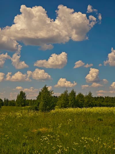 This media file depicts a serene natural landscape in Kurovo, Russia. The scene is dominated by a vibrant blue sky filled with numerous fluffy white clouds, illuminated by what appears to be bright, natural daylight, suggesting a clear and pleasant day. The lower portion of the image showcases a vast, green meadow teeming with tall grasses and scattered wildflowers, primarily white and yellow blooms, creating a textured and lively foreground.
Beyond the meadow, a dense line of lush green trees forms a natural border, with individual trees of varying heights, including some taller deciduous trees with distinctive foliage, interspersed amongst them. The overall atmosphere is tranquil and idyllic, evoking a sense of peace and natural beauty. There are no people or discernible objects, and no text is visible in the image. The setting is clearly a rural or natural environment, likely a field adjacent to a forest. The lighting suggests it is midday.