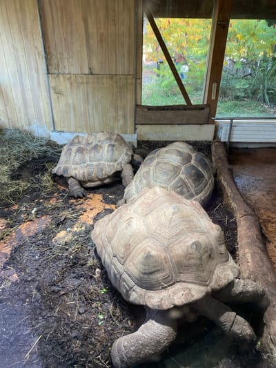 This image captures an indoor enclosure at the Parc Zoologique et Botanique de Mulhouse, France. Three large tortoises are present within the enclosure, which features wooden paneling on the rear and left walls. A multi-paneled window on the right provides a view of an outdoor environment with green and autumn-colored foliage. The enclosure's floor is composed of dark, moist soil, scattered hay, and organic debris. A substantial, dark log or branch lies horizontally along the right edge of the enclosure's floor. One tortoise is situated on the left, near a pile of hay. A second tortoise is positioned centrally, facing away from the viewer. The third tortoise is in the foreground, oriented towards the right, with its shell dominating the lower right quadrant of the frame. All tortoises appear stationary. A small white thermometer is attached to the wooden frame of the window in the background. No human subjects are visible within the enclosure or directly interacting with the tortoises.