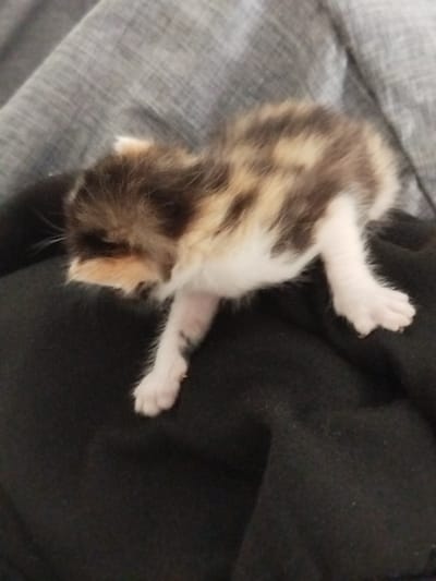 A very young kitten, likely a few weeks old, is the sole subject in this close-up shot. The kitten has a tortoiseshell coat with patches of black, brown, cream, and white fur. Its eyes are partially closed, giving it a sleepy or tired appearance. The kitten is positioned on a dark fabric, which appears to be clothing or a blanket, with a gray, textured fabric in the background. The lighting is soft, suggesting it might be indoors or in an area with diffused light, with no indication of the time of day or weather. No text is visible in the image. The setting and overall mood are intimate and domestic, focusing solely on the vulnerable state of the young animal.