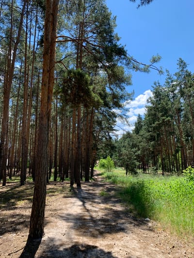 The image depicts a sunny day in a pine forest near Hostomel, Ukraine. A dirt path winds through the trees, casting dappled shadows on the ground. The trees are tall and densely packed, with their trunks forming a vertical line on either side of the path. The sky above is a clear blue, with a few fluffy white clouds. Lush green grass and undergrowth line the sides of the path, with some sparse vegetation visible in the distance. The overall scene conveys a sense of natural beauty and tranquility.
