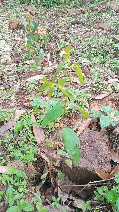 The scene depicts an outdoor ground area in Rigoma ward, Kenya. A young plant, approximately 30-40 centimeters tall, with a slender reddish-brown stem and multiple light green, ovate leaves, stands centrally in the foreground. Another smaller, similar sapling is partially visible in the upper-left background. The ground consists of reddish-brown earth, extensively covered with scattered, dried, brown deciduous leaves and patches of various small green ground cover vegetation. A dark, irregularly shaped object, consistent with a compacted soil clod or rock, is positioned to the lower right of the main plant's base. Another similar, smaller dark mass is observed in the upper-left background. No individuals or specific actions are depicted within the frame. The environment is natural and undisturbed.