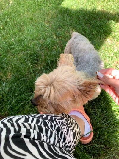 A close-up, angled shot taken outdoors depicts a small dog lying on green grass. The dog is predominantly tan-colored with some gray fur on its back. A person's hand with manicured nails is gently touching one of the dog's ears. The person is wearing a pair of slides (peach color) and a pair of zebra print pants. The location is unspecified but might be Slokoshtitsa, Bulgaria.