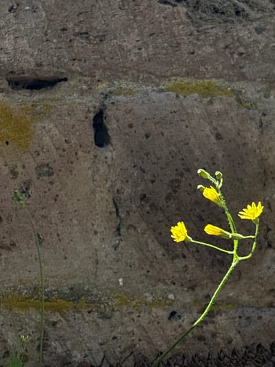 The image captures a close-up view of a textured, grey stone wall with patches of yellow lichen. In the foreground, a slender green plant with small yellow flowers and buds is growing in front of the wall. Another thin green stem with a few leaves is visible to the left. The scene appears to be outdoors, with the natural lighting creating shadows on the stone. The presence of a wire fence at the bottom suggests an urban or semi-urban setting. The image was taken in Jrarat, Armenia.