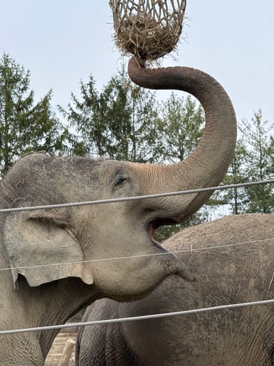 The image shows an elephant in an enclosure. Its trunk is extended, reaching for a woven net filled with hay or straw. The elephant is close to the camera, with its eye visible and partially obstructed by a cable. Its skin appears rough and textured, with some dirt or mud. Behind the elephant, trees are visible, and cables are part of the enclosure. The image was taken in the city of Powell, in the United States of America.