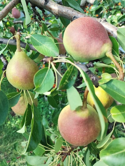 The image shows ripe pears hanging from a tree in an outdoor setting. The pears are a mix of green and reddish-brown colors, with some speckled skin. They are attached to branches with green leaves. The background is out of focus, but appears to be a garden or orchard with more greenery and possibly other fruits or flowers in the distance. The lighting suggests it is daytime, with sunlight filtering through the leaves. There are no people or animals visible in the image. The scene depicts a close-up view of a pear tree laden with fruit. Given the specified location of Шопино, Russia, it can be inferred that this is a view of a pear orchard or garden within that region, likely during the harvest season.