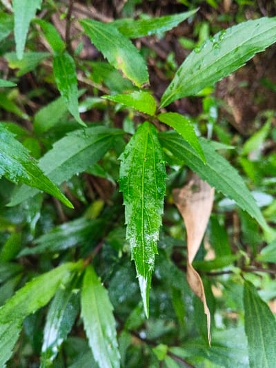 The specific location within Mengzi City, China, cannot be determined from this image. The scene presents a detailed, close-up view of vibrant green foliage. A primary, lanceolate green leaf is centered in the foreground, exhibiting finely serrated margins, a distinct central vein, and secondary venation. The leaf surface appears wet or glossy, suggesting the presence of water droplets or high humidity. Surrounding this central leaf are numerous other similar green leaves, some slightly out of focus in the foreground and others blurred in the background, contributing to a dense vegetative appearance. In the upper right quadrant of the image, a single, elongated, dry brown leaf is visible, providing a color contrast to the predominantly green environment. No human figures, animals, or man-made objects are present. The overall environment is natural and indicative of outdoor plant growth, possibly after recent precipitation.