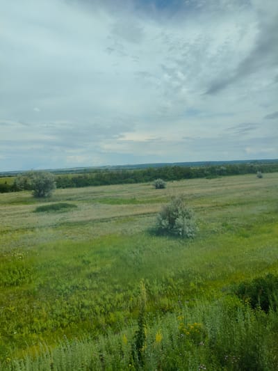 This media file depicts a landscape scene of a vast, open field under a cloudy sky. The foreground is dominated by lush green grass and various wildflowers in shades of yellow, pink, and purple, with some taller, lighter green vegetation on the far right. The middle ground features more open fields with shorter, dry grass interspersed with patches of greenery. Scattered throughout the middle ground are several bushy, light-colored trees or shrubs, some appearing more bare than others.

In the background, a dense line of green trees forms a horizon, suggesting a forest or a treeline. Beyond this, the landscape continues with rolling hills and a hazy, distant horizon line. The sky is a prominent feature, filled with a mix of white and gray clouds, indicating an overcast or partly cloudy day. The lighting suggests it could be daytime, possibly late afternoon or early evening given the muted colors.

The overall impression is one of a natural, rural environment. There are no people or man-made objects visible, focusing solely on the natural elements of the landscape. The scene conveys a sense of tranquility and spaciousness. The location context provided is Buzuluk, Russia, which aligns with the appearance of a temperate grassland or steppe environment. There is no visible text in the image.