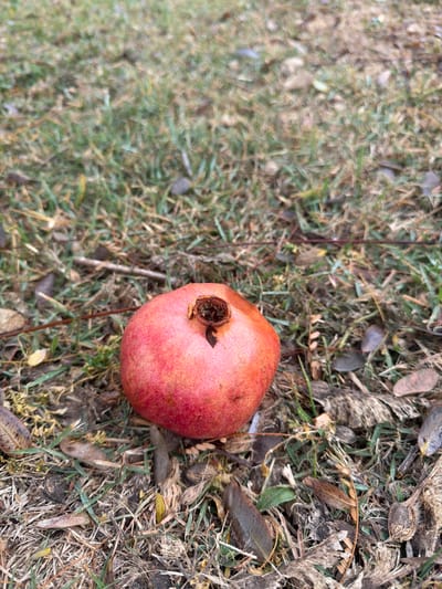 A ripe pomegranate rests on a bed of dry grass, leaves, and scattered debris. The fruit is round with a faded red skin marked with brown spots and imperfections. Its crown is visible, exhibiting a shriveled, dark core. The surrounding environment is a mix of green and brown, indicating a transition in seasons. The ground cover displays a natural, unkempt appearance.
