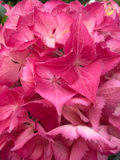 This is a close-up, overhead shot of a cluster of vibrant pink hydrangeas. The petals are intricately veined and have delicately serrated edges. The overall impression is one of abundant floral beauty, with the many overlapping petals creating a sense of depth and texture. The lighting appears soft and diffused, suggesting an outdoor setting, perhaps in a garden in Wettstetten, Germany, or a similar location. There is no activity or event taking place, as the focus is solely on the static beauty of the flowers. No people or text are visible in the image. The colors are rich and saturated, with subtle variations in shade from a deep fuchsia to a lighter pink, highlighting the natural beauty of the hydrangeas.