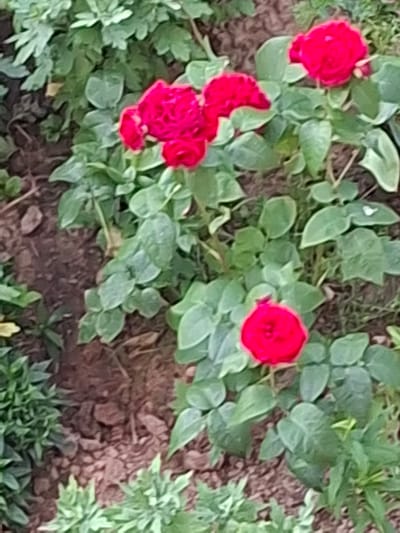 This image shows a close-up view of several red roses blooming in a garden. The roses are clustered together on a bush with green leaves and stems. The background is out of focus, but appears to be soil and other vegetation. There are no people or animals visible in the image. The scene is likely in a residential garden or park, possibly in the city of Dzyarzhynsk, Belarus.