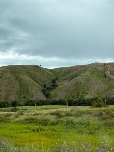 The image depicts a rolling green hillside under a cloudy, overcast sky. The hillside is covered in grass with patches of brown earth visible, suggesting a dry period or erosion. Several trees are scattered across the slopes, with a denser patch of trees forming a dark line along the base of the hill. In the foreground, there is a field of tall green grass with scattered small blue flowers. Two utility poles are visible in the field, one on the left and one on the right. The environment appears to be rural and natural. The location is identified as Kidryasovo, Russia. There are no people or animals visible in the image.