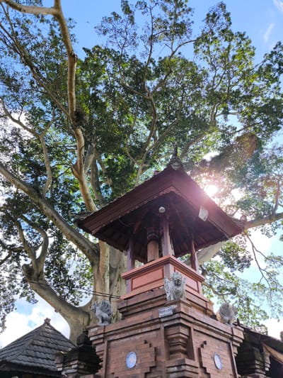 The image shows a structure with a tiered roof, made of dark reddish-brown materials, and topped with an ornamental piece. The structure is located in Tua, Indonesia. The structure stands on a brick base adorned with three stone lion statues and a sign reading "BALE KULKUL". A large tree with gray branches and green foliage towers behind the structure, partially obscuring a blue sky. Sunlight streams through the branches and above the temple. A tiled roof of another building is visible in the bottom left corner of the frame.