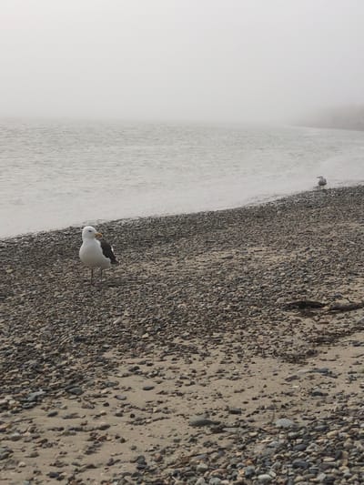 The image depicts a foggy scene at the coast, likely in the city of Yana, Russia. A large seagull stands prominently in the foreground on a rocky beach. The water is calm and appears grey due to the fog. In the middle distance, another, smaller seagull is visible near the water's edge. The beach is covered in a mix of sand and various sized pebbles. The fog obscures the horizon and any distant landscape features.