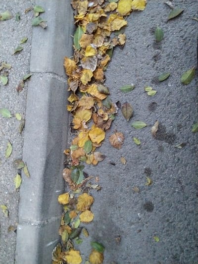 This close-up, high-angle shot captures an outdoor scene, likely a street or pathway edge, in Torre Pacheco, Spain. The primary subjects are fallen leaves, a concrete curb, and two different ground surfaces.
A grey concrete curb, composed of two sections, runs vertically through the left-center of the image, acting as a clear division. To the left of the curb, a lighter-toned, textured surface, possibly gravel or a dirt shoulder with small pebbles, is visible, dotted with a few scattered green and light brown leaves. To the right of the curb, the surface transitions to a darker grey asphalt or tarmac, which covers the majority of the frame.
A substantial pile of dry, predominantly yellow, golden, and brown autumn leaves is densely accumulated along the base of the curb on the asphalt side, resembling debris collected in a gutter. Interspersed within this mass are a few greener leaves. Scattered more sparsely across the asphalt surface to the right are individual and small clusters of leaves, varying in color from green to brown. Some darker, irregularly shaped patches are visible on the asphalt, possibly indicating dampness or stains.
The image depicts a static natural scene, likely during autumn or early winter, given the abundance of fallen, discolored leaves. No people or animals are present, and no specific activity or event is occurring. The lighting appears diffused, suggesting it is daytime, possibly under an overcast sky, as there are no strong shadows. No visible text is present in the media file.