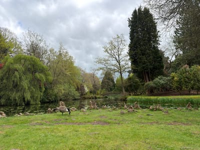 The image depicts a natural scene in Tatton Park, Knutsford, United Kingdom. A body of water, likely a lake or pond, is visible with lily pads floating on the surface. A small, arched wooden bridge spans the water in the background. The banks of the water are lined with lush greenery, including trees of various types and shrubs. In the foreground, a grassy area is populated by several Canada geese, including adults and goslings. One adult goose is actively feeding on the grass. The sky overhead is overcast with heavy clouds. Several prominent tree roots are visible along the shoreline.