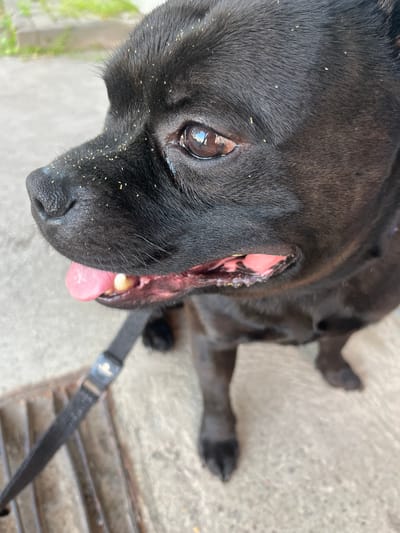 The image shows a close-up, high-angle shot of a black dog lying on a concrete surface. The dog's head is tilted and its mouth is open, with its pink tongue hanging out. There are small yellow particles scattered across the dog's fur and face, possibly pollen or small pieces of debris. The dog's eye is visible, reflecting light. A black leash is attached to the dog and lies on the ground. The setting appears to be outdoors, with a rough concrete ground and a metal grate visible in the lower right corner. In the background, a blurred green area, possibly grass or foliage, is visible on the left. The overall lighting suggests it is daytime. The dog's expression is relaxed, possibly panting. There is no visible text in the image. The location is Vangaži, Latvia.