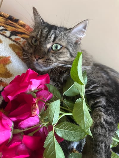 A tabby cat with green eyes is partially visible behind bright pink roses and green leaves. The cat's fur is brown and black striped, and it has white whiskers. The roses appear to be fresh and are clustered together in the foreground. The background is a neutral, light-colored wall. The image does not provide any information about the city of Belyye Berega, Russia.