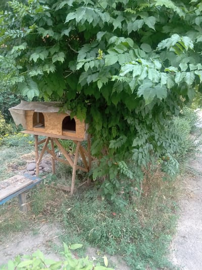A wooden structure with two arched openings, covered by a translucent tarp, is elevated on a wooden stand beneath a large, leafy tree. The structure appears to be a shelter or habitat. The ground around it is covered with grass, dirt, and some scattered stones. To the left, a portion of a wooden bench with blue trim is visible. The scene is outdoors, with lush green foliage dominating the upper portion of the image. The environment suggests a garden or yard setting. No people are present. The location is the city of Nikopol, Ukraine.